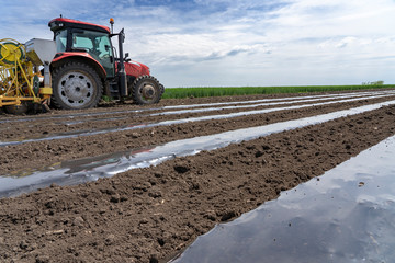 Obraz premium Plastic Mulch Bed Laying for Vegetable Production