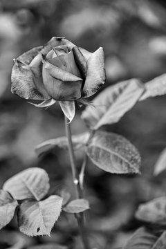 closeup of a rose in black and white
