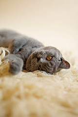 Obraz premium Blue British Shorthair Cat on Cream Flokati Rug