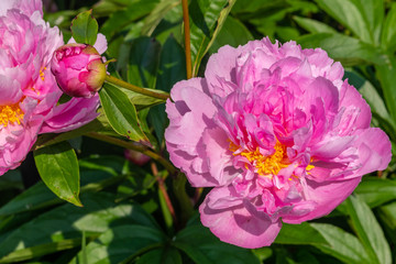 Pink peony with yellow center in garden