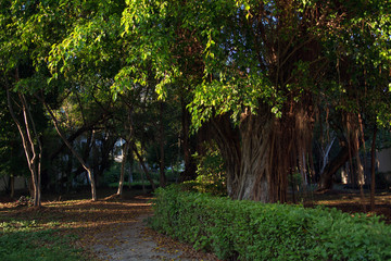 A view of a green park with large trees.