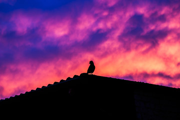 Vogel auf dem Dach bei Sonnenaufgang