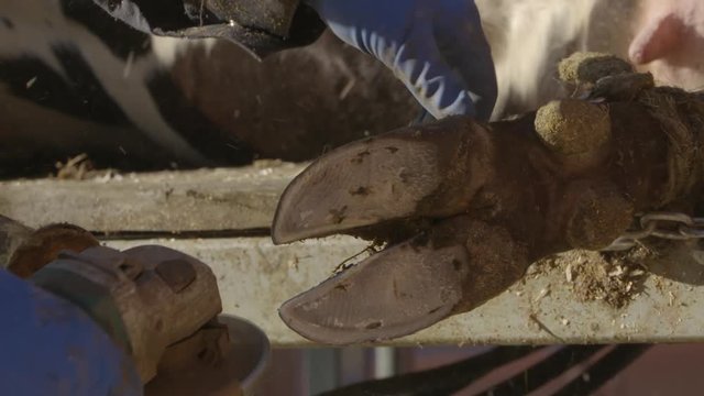 close up of cow hoof trimming slow motion