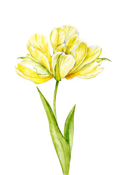 Yellow Tulip. Watercolor painted spring flower on a white background.