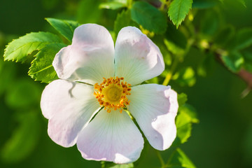 Obraz premium Wild rose flowers or dog rose blossom or sweet briar also called eglantine