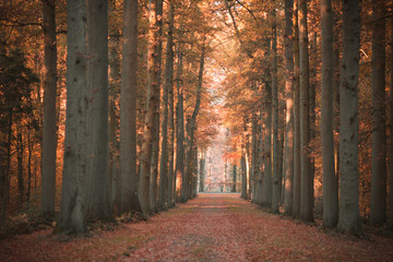 Obraz premium Jesienny las