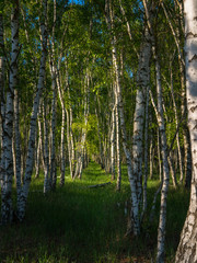 Naklejka premium Birkenwald