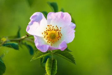 Wild rose flowers or dog rose blossom or sweet briar also called eglantine