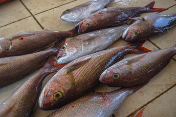 Fish market in Asia. Catching sea and ocean animals in the Indian Ocean. Tuna on shelves for sale. Exotic background