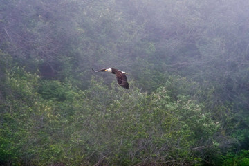 Bald Eagle in Flight with Trees as Background