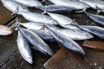 Fish market in Asia. Catching sea and ocean animals in the Indian Ocean. Tuna on shelves for sale. Exotic background