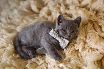 Blue British Shorthair Kitten with Bowtie 