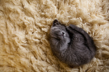 Blue British Shorthair Kitten Sleeping 