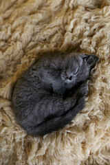 Blue British Shorthair Kitten Sleeping 