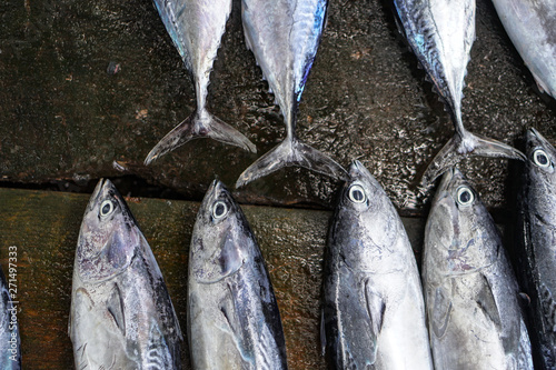 exotic sea animals for sale