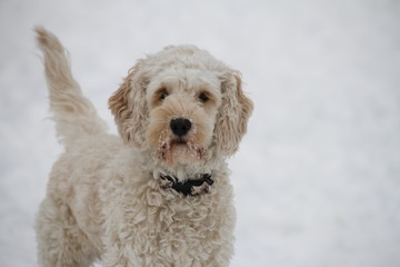Cockapoo Hund im Schnee