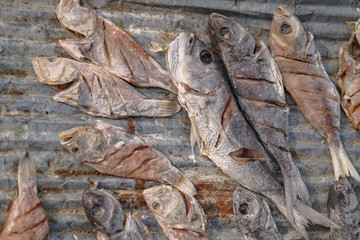 Fish market in Asia. Catching sea and ocean animals in the Indian Ocean. Tuna on shelves for sale. Exotic background