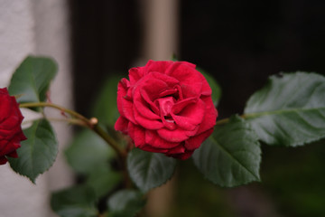 One bright red rose blooming in the city