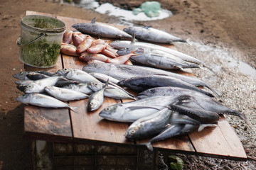 Fish market in Asia. Catching sea and ocean animals in the Indian Ocean. Tuna on shelves for sale....