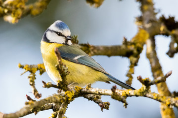 Blaumeise auf Ast in der Frühlingssonne