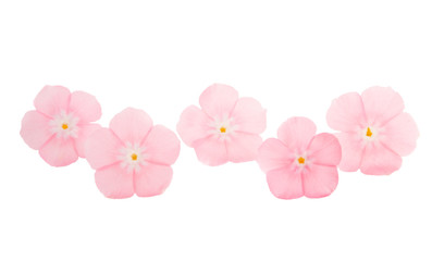 pink phlox isolated