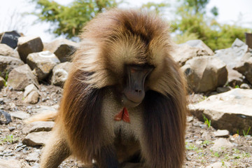 Gelada Baboon also known as Bleeding heart monkey endemic only in Ethiopia