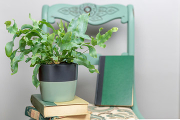 Vintage books and potted plant stacked on a painted chair