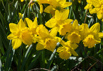 Fototapeta premium Narcissus of the Marieke species