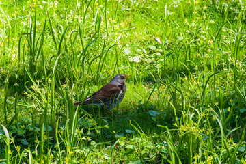 Fieldbird (Turdus pilaris) in the grass.