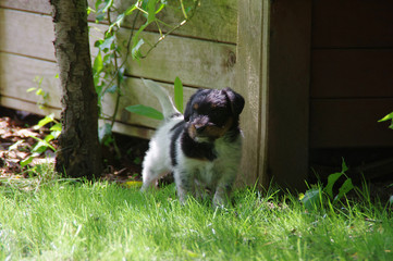 Puppy dog on grass