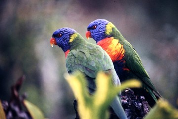 Lorikeets Leering