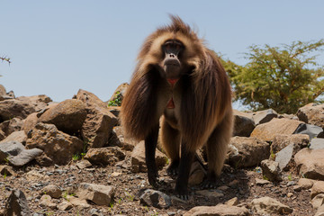 Gelada Baboon also known as Bleeding heart monkey endemic only in Ethiopia