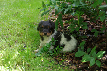 Obraz premium Puppy sitting on grass