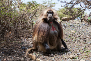 Gelada Baboon also known as Bleeding heart monkey endemic only in Ethiopia
