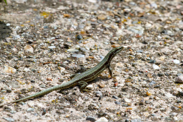 Green lizard with colorful scales