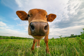 Funny calf stands on a green meadow, photographed on a wide-angle lens. © Дмитрий Ногаев