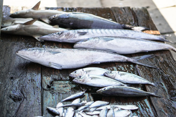 Fish market in Asia. Catching sea and ocean animals in the Indian Ocean. Tuna on shelves for sale....
