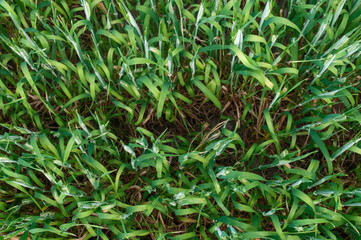 Barley farm top view