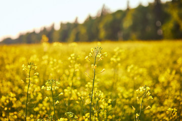 Obraz premium Blooming yellow rapeseed field. Plant for green energy and oil industry