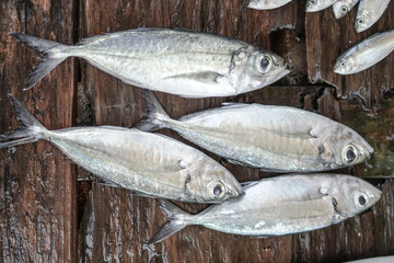 Fish market in Asia. Catching sea and ocean animals in the Indian Ocean. Tuna on shelves for sale. Exotic background