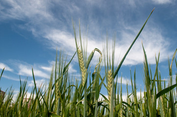 Obraz premium Barley wheat berry farm field