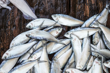 Fototapeta premium Fish market in Asia. Catching sea and ocean animals in the Indian Ocean. Tuna on shelves for sale. Exotic background