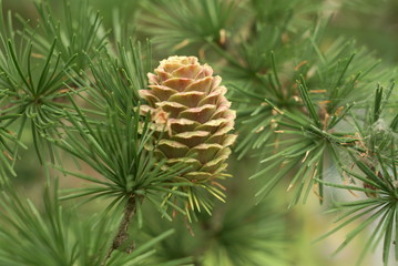 Ovulate cone of larch tree in spring close up