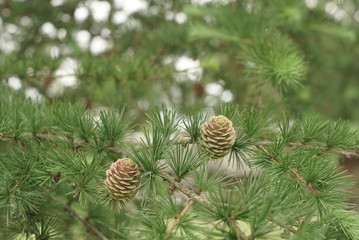 Naklejka na ściany i meble Ovulate cone of larch tree in spring close up