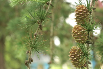 Ovulate cone of larch tree in spring close up