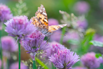 Butterfly burdock on the flower of a decorative onion. Vanessa cardui collects nectar from the flower of a decorative onion.