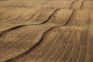 plowed field and sky