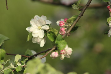 flower in garden