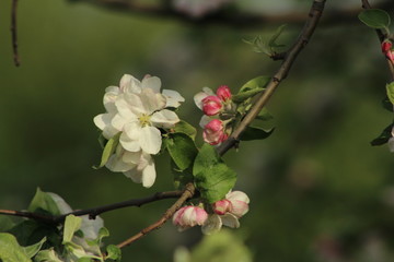 flowers in garden