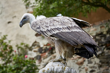eagle bird sitting wild hunter portrait